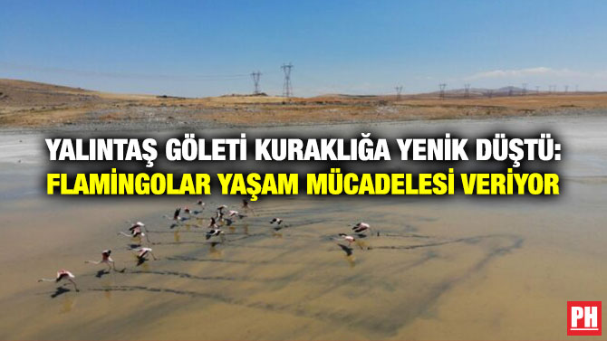 Yalıntaş Göleti Kuraklığa Yenik Düştü: Flamingolar Yaşam Mücadelesi Veriyor