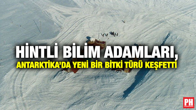 Hintli Bilim Adamları, Antarktika’da Yeni Bir Bitki Türü Keşfetti