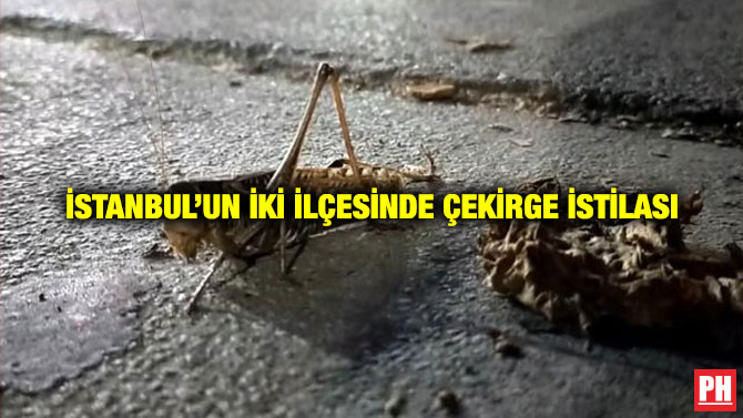 İstanbul’un İki İlçesinde Çekirge İstilası