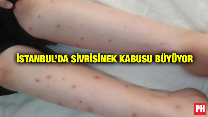 İstanbul’da Sivrisinek Kabusu Büyüyor