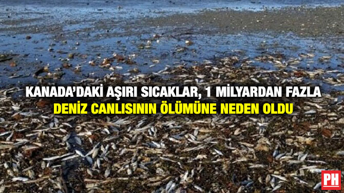 Kanada’daki Aşırı Sıcaklar, 1 Milyardan Fazla Deniz Canlısının Ölümüne Neden Oldu
