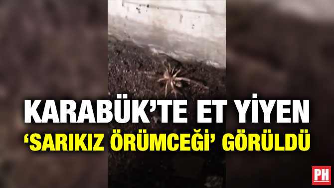 Karabük’te Et Yiyen ‘Sarıkız Örümceği’ Görüldü