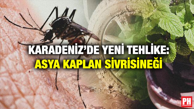 Karadeniz’de Yeni Tehlike: Asya Kaplan Sivrisineği