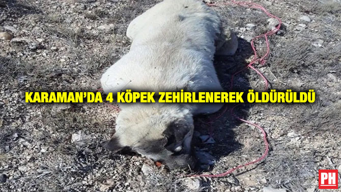 Karaman’da 4 Köpek Zehirlenerek Öldürüldü