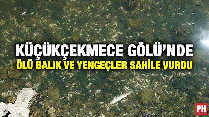 Küçükçekmece Gölü’nde Ölü Balık ve Yengeçler Sahile Vurdu