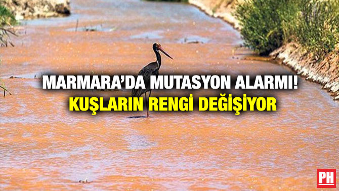 Marmara’da Mutasyon Alarmı! Kuşların Rengi Değişiyor