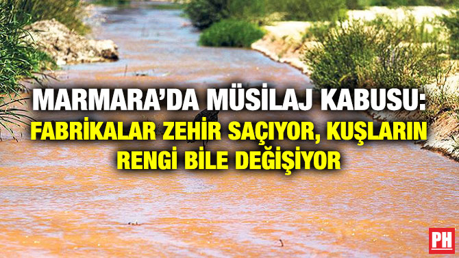 Marmara’da Müsilaj Kabusu: Fabrikalar Zehir Saçıyor, Kuşların Rengi Bile Değişiyor