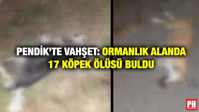 Pendik’te Vahşet: Ormanlık Alanda 17 Köpek Ölüsü Buldu