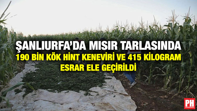 Şanlıurfa’da Mısır Tarlasında 190 Bin Kök Hint Keneviri ve 415 Kilogram Esrar Ele Geçirildi