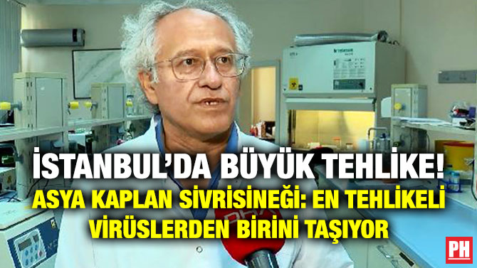 İstanbul’da Büyük Tehlike! Asya Kaplan Sivrisineği: En Tehlikeli Virüslerden Birini Taşıyor