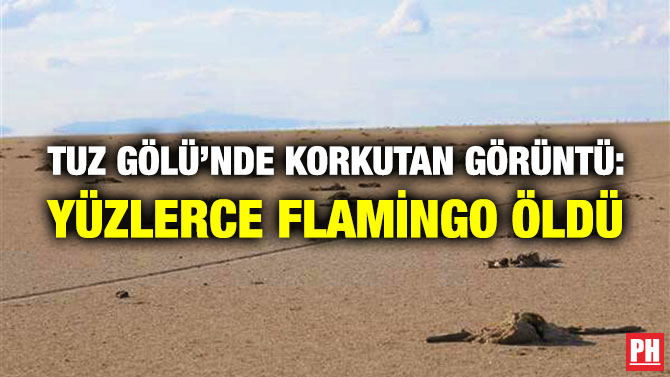 Tuz Gölü’nde Korkutan Görüntü: Yüzlerce Flamingo Öldü