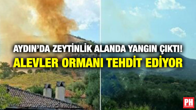 Aydın’da Zeytinlik Alanda Yangın Çıktı! Alevler Ormanı Tehdit Ediyor
