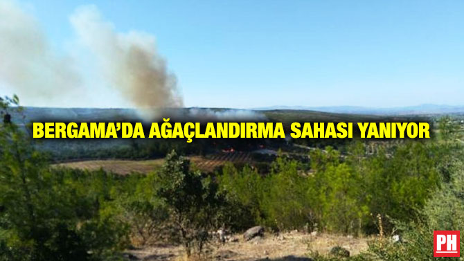 Bergama’da Ağaçlandırma Sahası Yanıyor