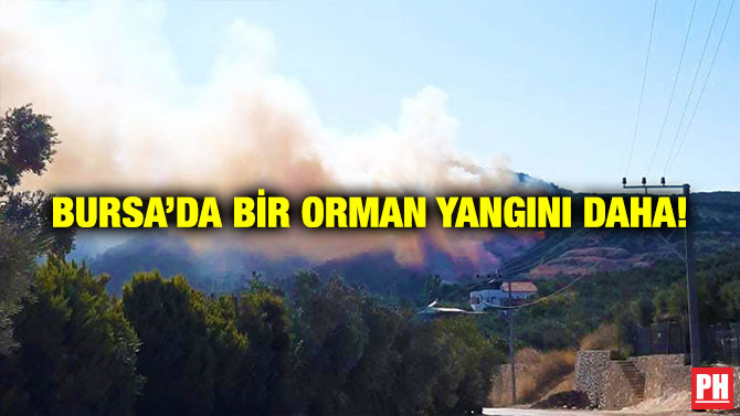 Bursa’da Bir Orman Yangını Daha!