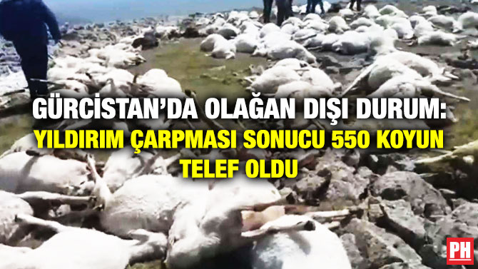 Gürcistan’da Olağan Dışı Durum: Yıldırım Çarpması Sonucu 550 Koyun Telef Oldu