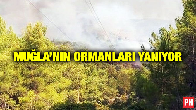 Muğla’nın Ormanları Yanıyor