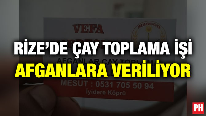 Rize’de Çay Toplama İşi Afganlara Veriliyor