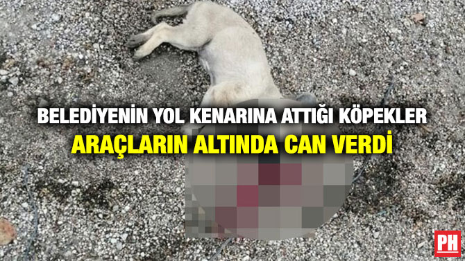 Belediyenin Yol Kenarına Attığı Köpekler Araçların Altında Can Verdi