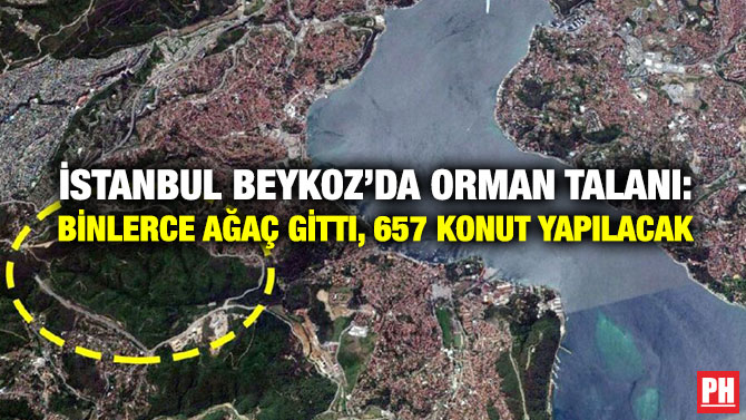İstanbul Beykoz’da Orman Talanı: Binlerce Ağaç Gitti, 657 Konut Yapılacak