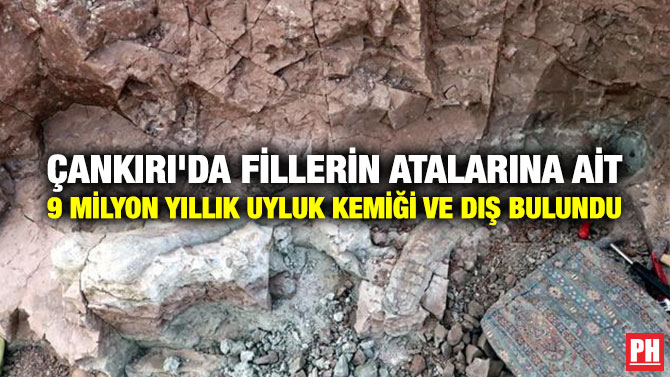 Çankırı’da Fillerin Atalarına ait 9 Milyon Yıllık Uyluk Kemiği ve Diş Bulundu