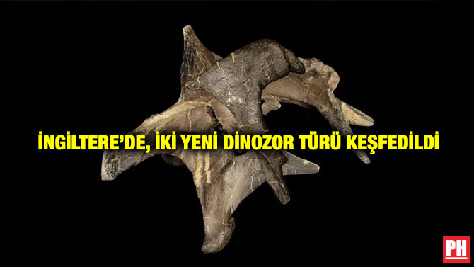 İngiltere’de, İki Yeni Dinozor Türü Keşfedildi