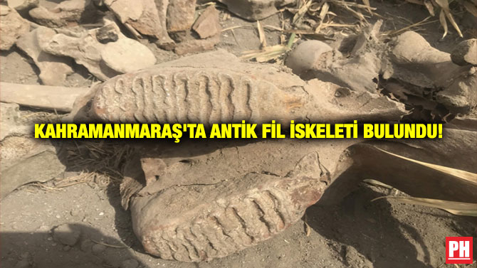 Kahramanmaraş’ta Antik Fil İskeleti Bulundu!