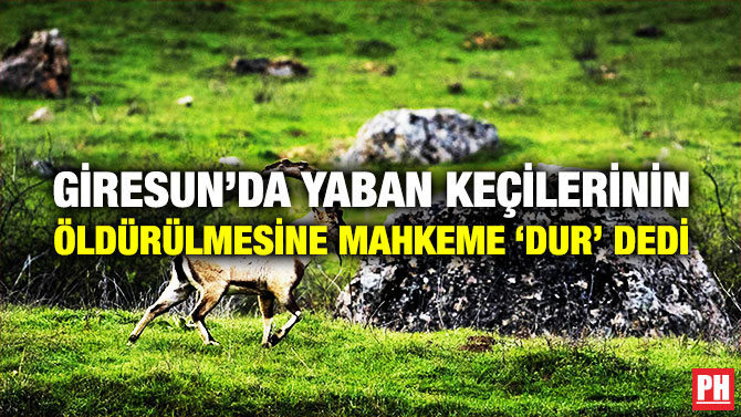 Giresun’da Yaban Keçilerinin Öldürülmesine Mahkeme ‘Dur’ Dedi