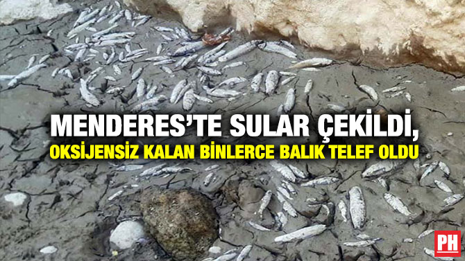 Menderes’te Sular Çekildi, Oksijensiz Kalan Binlerce Balık Telef Oldu