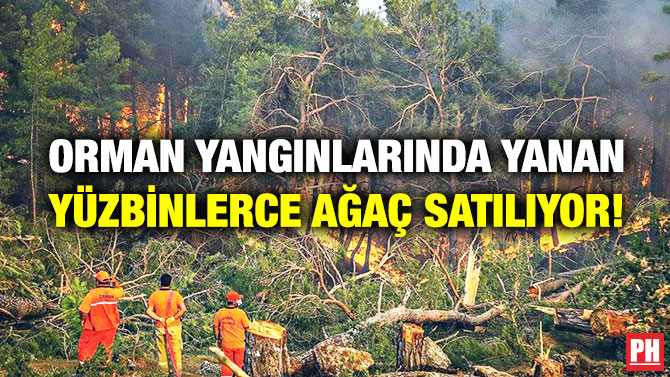 Orman Yangınlarında Yanan Yüzbinlerce Ağaç Satılıyor!