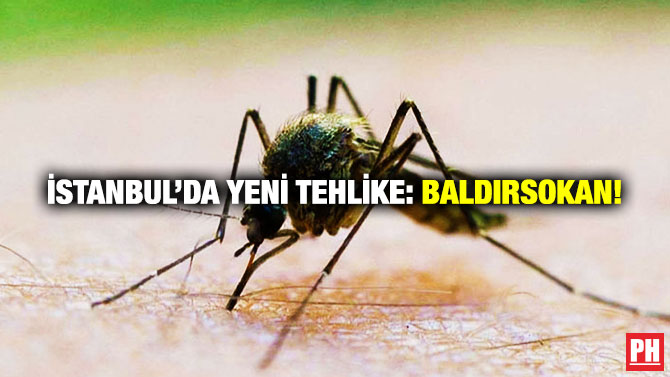 İstanbul’da Yeni Tehlike: Baldırsokan!