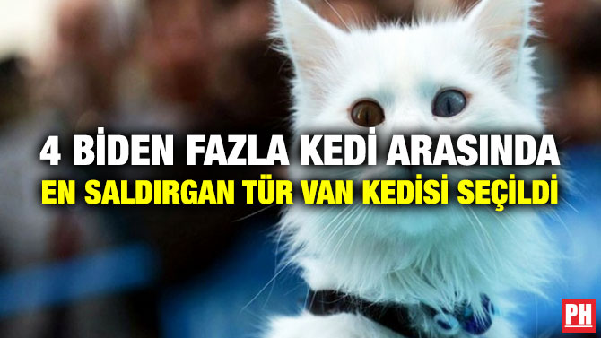 4 Biden Fazla Kedi Arasında En Saldırgan Tür Van Kedisi Seçildi