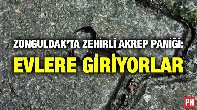 Zonguldak’ta Zehirli Akrep Paniği: Evlere Giriyorlar