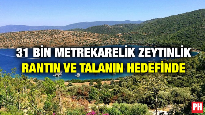 Kızılkum Koyu’nda, 31 Bin Metrekarelik Zeytinlik Rantın ve Talanın Hedefinde