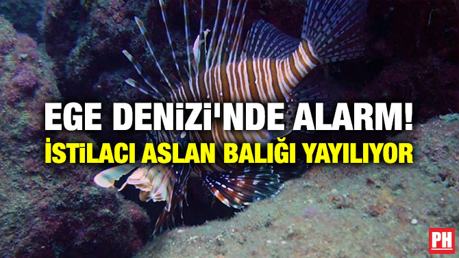 Ege Denizi’nde Alarm! İstilacı Aslan Balığı Yayılıyor