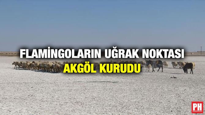 Flamingoların Uğrak Noktası Akgöl Kurudu