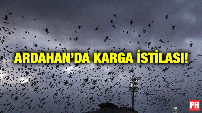 Ardahan’da Karga İstilası!