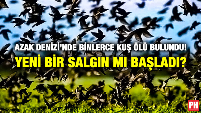Azak Denizi’nde Binlerce Kuş Ölü Bulundu! Yeni Bir Salgın mı Başladı?