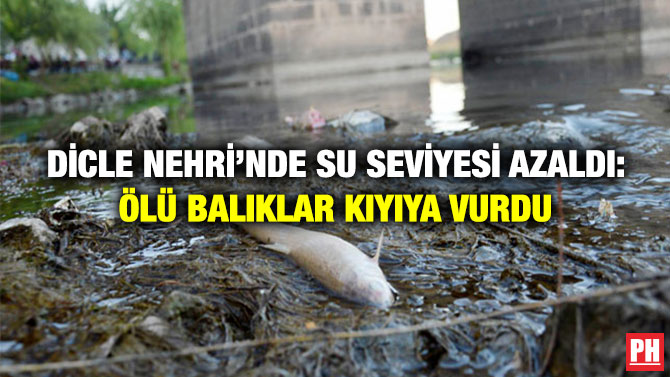 Dicle Nehri’nde Su Seviyesi Azaldı: Ölü Balıklar Kıyıya Vurdu