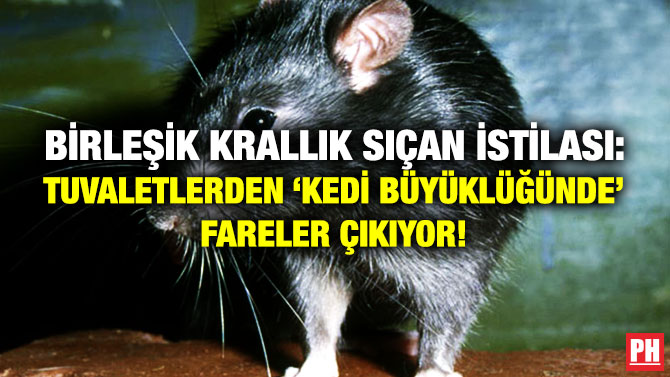 Birleşik Krallık Sıçan İstilası: Tuvaletlerden ‘Kedi Büyüklüğünde’ Fareler Çıkıyor!
