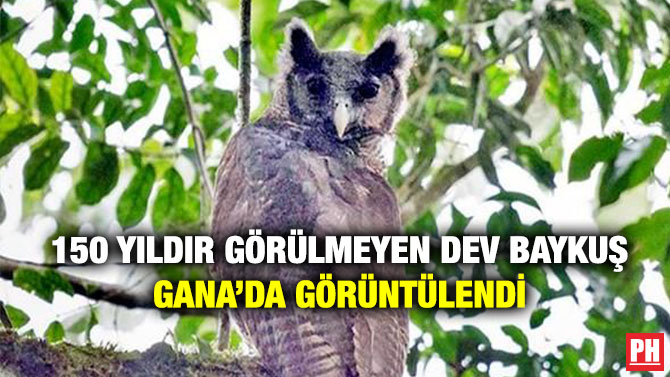 150 Yıldır Görülmeyen Dev Baykuş Gana’da Görüntülendi