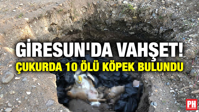 Giresun’da Vahşet! Çukurda 10 Ölü Köpek Bulundu