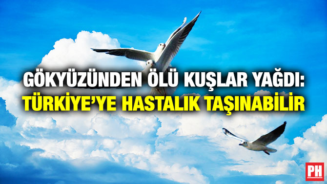 Gökyüzünden Ölü Kuşlar Yağdı: Türkiye’ye Hastalık Taşınabilir