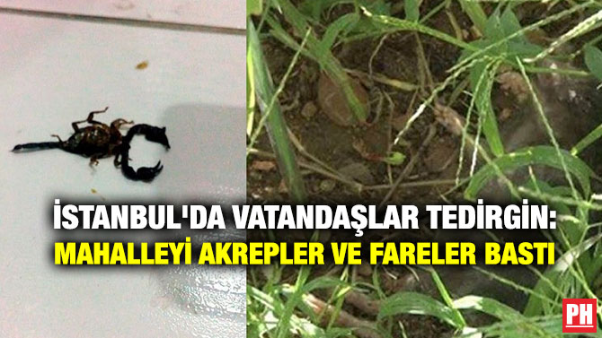İstanbul’da Vatandaşlar Tedirgin: Mahalleyi Akrepler ve Fareler Bastı