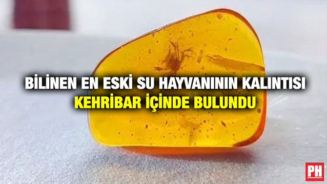 Bilinen En Eski Su Hayvanının Kalıntısı Kehribar İçinde Bulundu