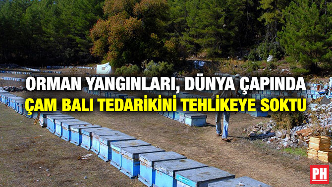 Orman Yangınları, Dünya Çapında Çam Balı Tedarikini Tehlikeye Soktu