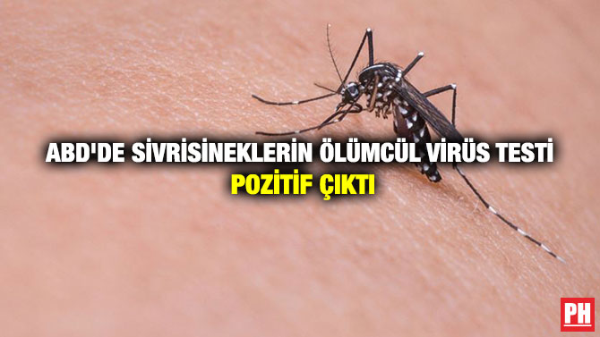 ABD’de Sivrisineklerin Ölümcül Virüs Testi Pozitif Çıktı