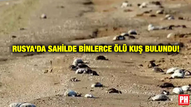 Rusya’da Sahilde Binlerce Ölü Kuş Bulundu!