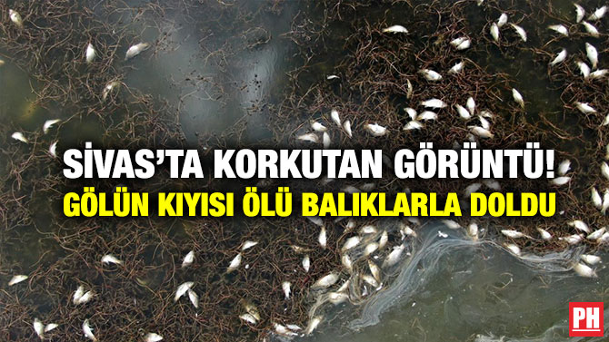 Sivas’ta Korkutan Görüntü! Gölün Kıyısı Ölü Balıklarla Doldu