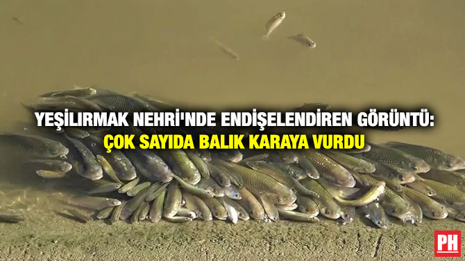 Yeşilırmak Nehri’nde Endişelendiren Görüntü: Çok Sayıda Balık Karaya Vurdu