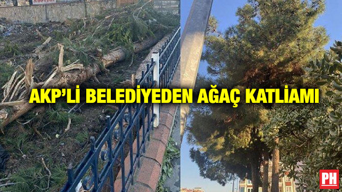 AKP’li Belediyeden Ağaç Katliamı